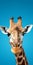 Realistic Giraffe Portrait On Blue Background For Mobile Phone Lock Screen