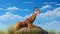 Realistic Giraffe Resting On Rock With Blue Sky Background