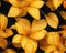 Realistic gold dogwood flowers seamless pattern design