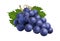 Realistic grape bunch. Black winery grapes, isolated 3d plant with berry and leaves. Eco farm product, raw for wine