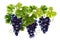 Realistic Grape Clusters Composition