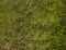 Realistic grass, surface, top view. Empty space, design element. Background material or texture