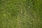 Realistic grass, surface, top view. Empty space, design element. Background material or texture