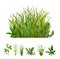 Realistic Grasses Set