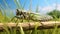 Realistic Grasshopper On Branch: Hyper-detailed Rtx Rendering