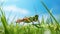 Realistic Grasshopper Sitting On Grassy Field With Bluish Sky