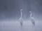 Realistic Great White Egrets in the morning lake in fog