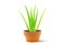 Realistic green aloe vera plant with water drops in grunge flower clay pot on white background vector illustration