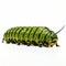 Realistic Green Caterpillar Sculpture On White Background