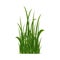 Realistic green grass cluster, perennial plant