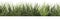 Realistic Green Grass Landscape Clipart in Shwedoff Style .