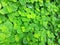 realistic green leaf texture for fresh background