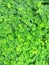 realistic green leaf texture hi-resolutions