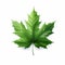 Realistic Green Maple Leaf Graphic Design With Highly Detailed Elements