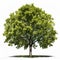 Realistic Green Oak Tree On White Background