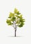 Realistic Green Tree Illustration With Minimal Retouching