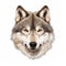 Realistic Grey Wolf Face Portrait Vector Illustration