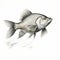 Realistic Grisaille Illustration Of Swimming Carp On White Background