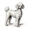 Realistic Grisaille Illustration Of A White Toy Poodle