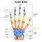 Realistic Hand Anatomy