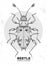 Realistic hand drawing Endomychidae beetle. Artistic Bug.
