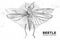 Realistic hand drawing and polygonal grasshopper. Artistic Bug. Entomological  illustration