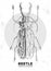 Realistic hand drawing and polygonal Sabertooth Longhorn beetle. Artistic Bug.