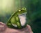Realistic hand drawn toad painting. Forest frog illustration