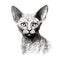 Realistic Handdrawn Portrait Of Sphynx Cat: A Hyper-detailed Art Masterpiece