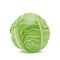 Realistic head of cabbage, vegetarian food