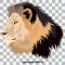 Realistic head of a lion in profile on a transparent background, close-up