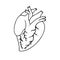 Realistic Heart icon isolated on white background. Human heart anatomically correct hand drawn line art and dotwork.