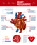 Realistic Heart Infographic Banner Anatomy Info