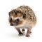 Realistic Hedgehog Photo In John Wilhelm Style - 32k Uhd Colorized Image