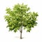 Realistic Hickory Tree With Green Leaves On White Background