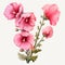 Realistic Hollyhock Flower Illustration On White Background