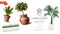 Realistic Houseplants Template