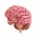 A realistic human brain