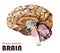 Realistic human brain in low poly. Colourful dissected brain. Br