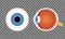 Realistic human eyeball on transparent background. Blue pupil. Front and side view of human eye. Vector