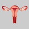 Realistic human internal organ uterus vector design illustration