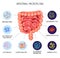 Realistic Human Internal Organs Intestinal Microflora Bacteria Infographic