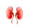 Realistic human kidneys isolated on white background.