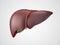 Realistic human liver illustration