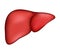 Realistic human liver. Vector medical illustration