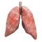 Realistic human lungs, 3D rendering