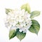 Realistic Hydrangea Watercolor Painting: White Gloria Flowers On White Background