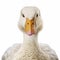 Realistic Hyper-detailed Duck Close-up Illustration On White Background