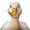 Realistic Hyper-detailed Duck Head Portrait On White Background