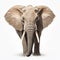 Realistic Hyper-detailed Elephant Portrait On White Background